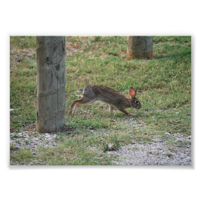 Casual Bunny Photo Print (Front)