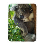 Casual Koala Flexible Magnet