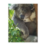 Casual Koala  Postcard
