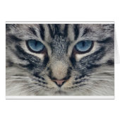 Cat (Front Horizontal)