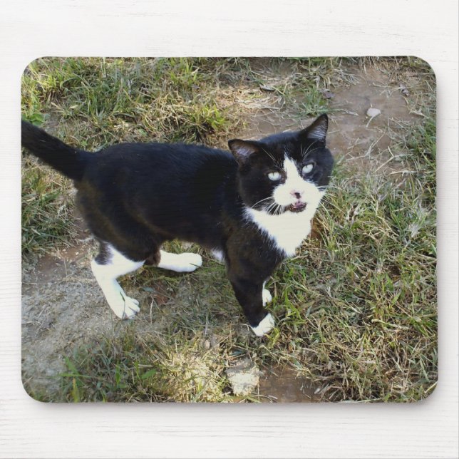 Cat 10, Mouse Pad (Front)