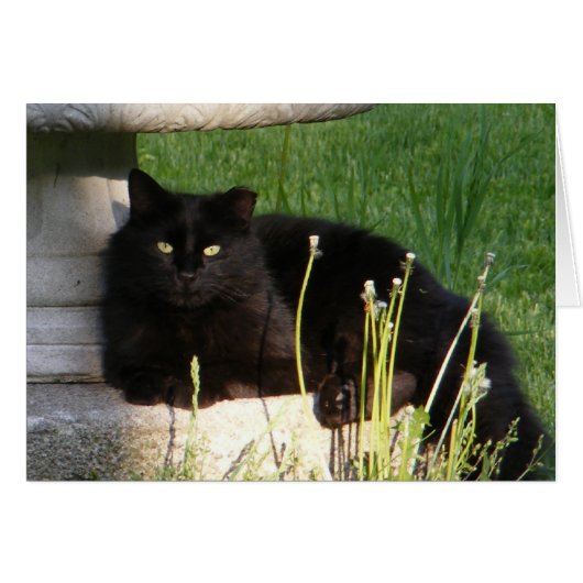 Cat 120 ~ card (Front Horizontal)