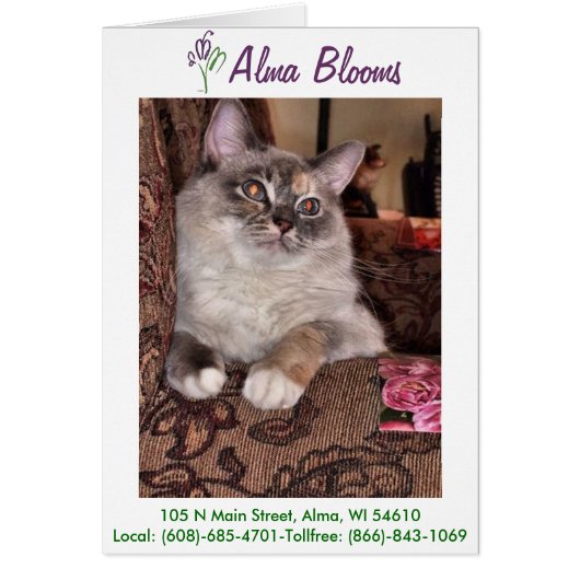Cat 3 cards (Front)