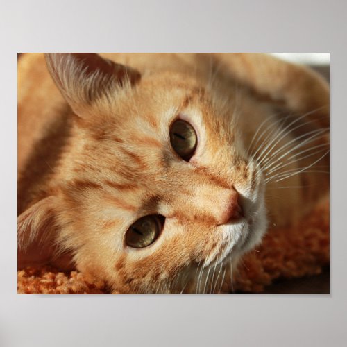 cat_636172 ORANGE TOMCAT CAT PETS PHOTOGRAPHY BACK Poster