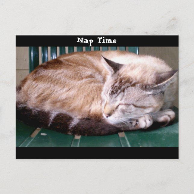 Cat 7, Nap Time,Postcard Postcard (Front)