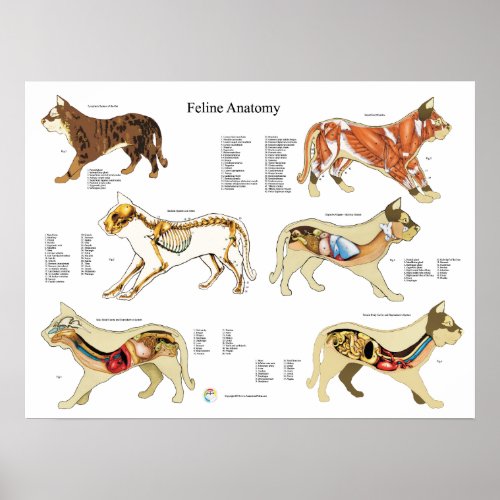 Cat Anatomy Poster Wall Chart