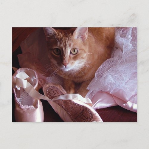 Cat and Ballet Slippers Postcard