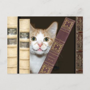 Cat And Books Postcard by deemac1 at Zazzle