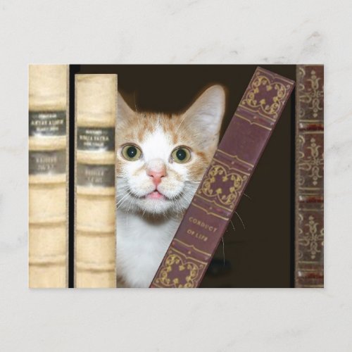 Cat and books postcard