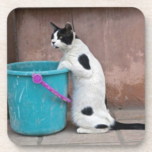 Cat and bucket Chania Crete Greece Beverage Coaster