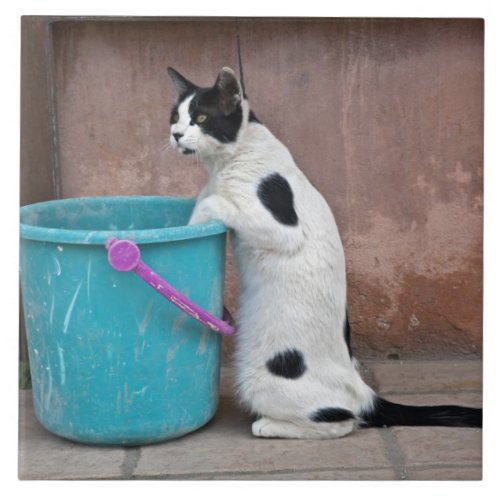 Cat and bucket Chania Crete Greece Ceramic Tile