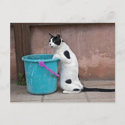 Cat and bucket Chania Crete Greece Postcard