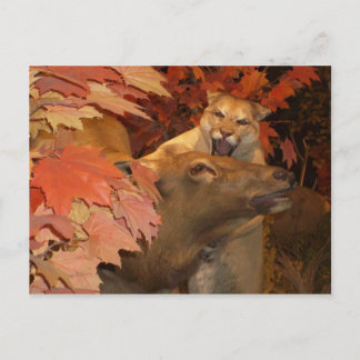 CAT AND CAFF1 POSTCARD