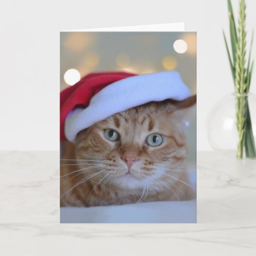 Cat and Christmas lights Card