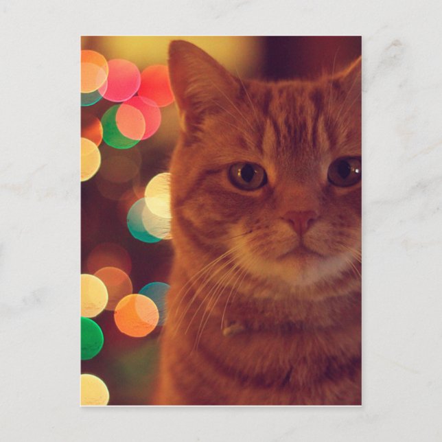 Cat and Christmas lights Postcard (Front)
