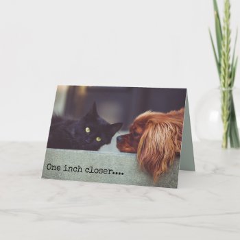 Cat And Dog All Occasion Ignore You Card by PartyPrep at Zazzle