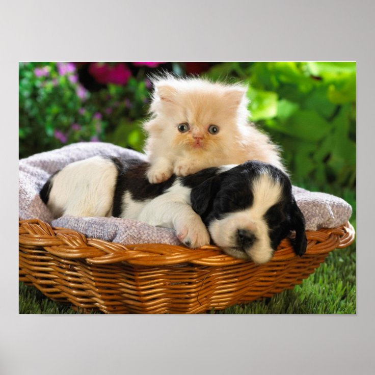 Cat and dog poster | Zazzle