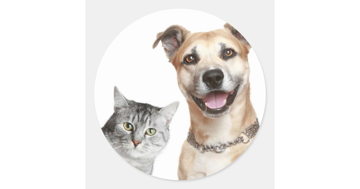 Cat And Dog Says Hey Classic Round Sticker Zazzle Com