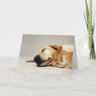 Cat and dog sleeping together... card