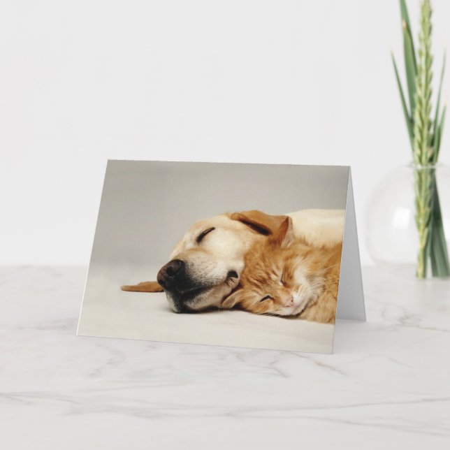 Cat and dog sleeping together... card (Front)