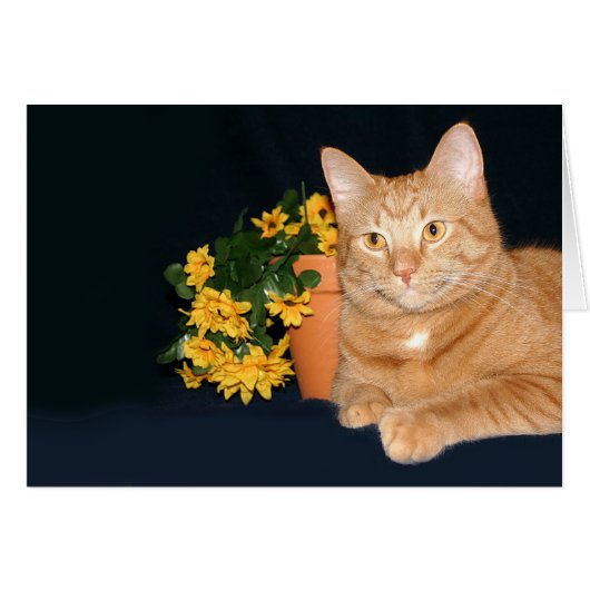 Cat and flowers cards (Front Horizontal)