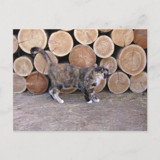 Cat and woodpile postcard