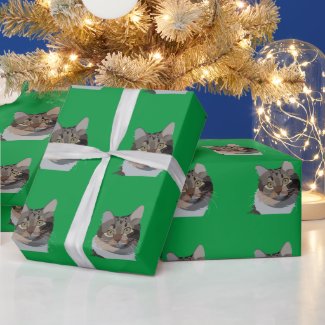 Cat Animal Pet Illustration Cat Lover