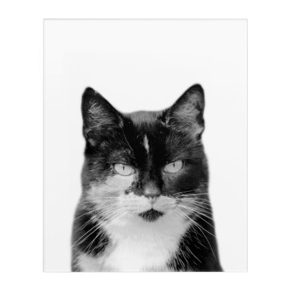 Cat animal photography pet black and white acrylic print