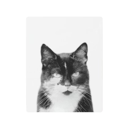 Cat animal photography pet black and white metal print
