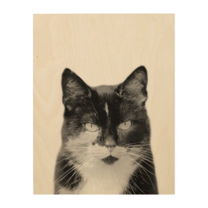 Cat animal photography pet black and white wood wall decor