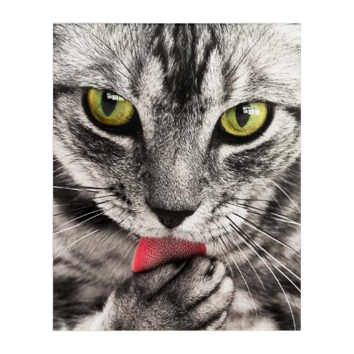 Cat Artwork Nature Close_up Acrylic Print