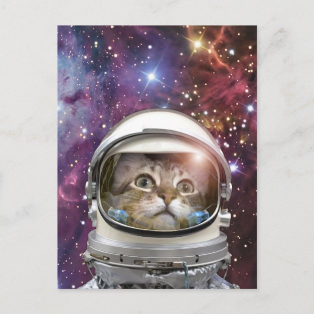FUNNY CAT hiding from the astronaut SPACE Cosmos New Unposted Postcard 