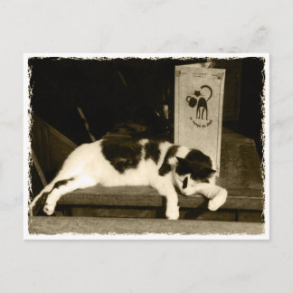 Cat at a restaurant near menu in Paris, France