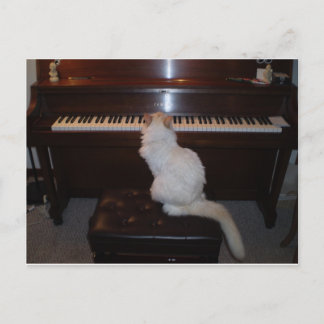 Cat at Piano Postcard