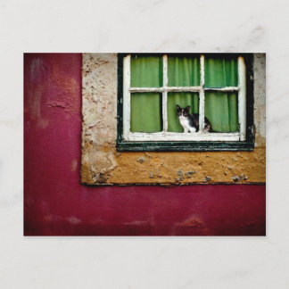 Cat at the window postcard
