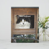 Cat Attitude (Standing Front)