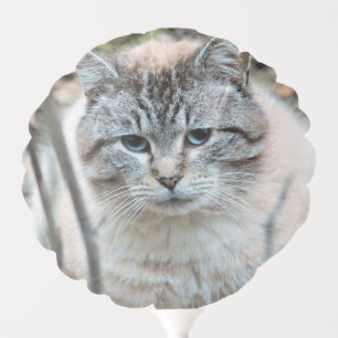 Cat Balloon
