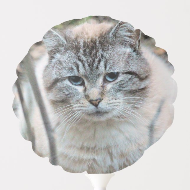 Cat Balloon (Front)