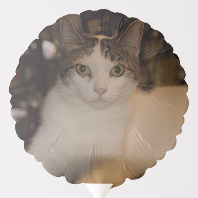 Cat baloon balloon (Front)