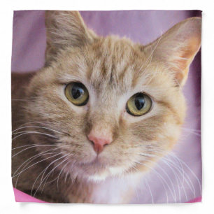 Cat Bandana