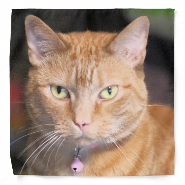 Cat Bandana (Front)