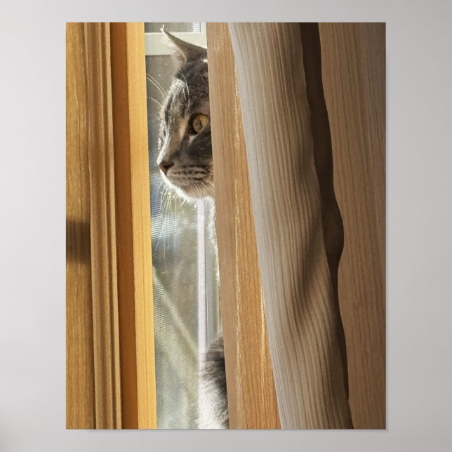 Cat Behind Curtain Poster (Front)