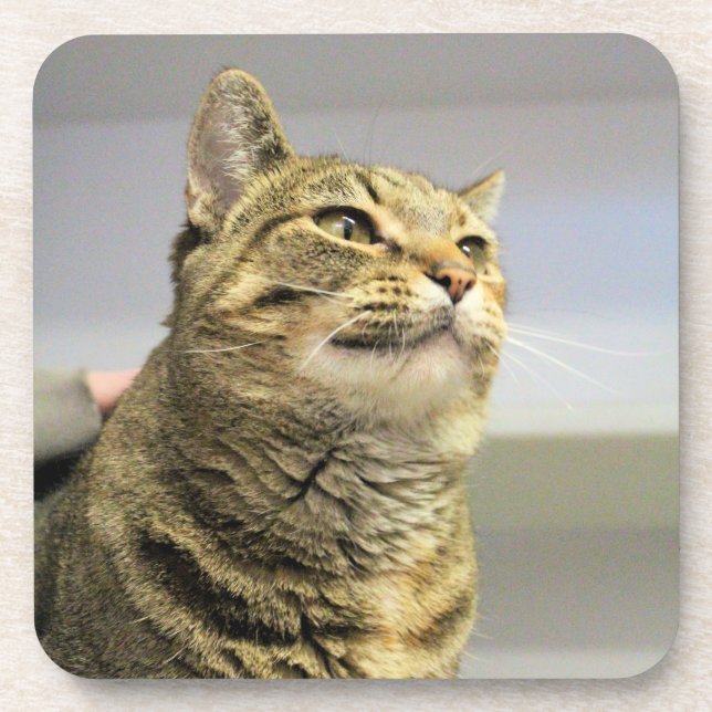 Cat Beverage Coaster (Front)