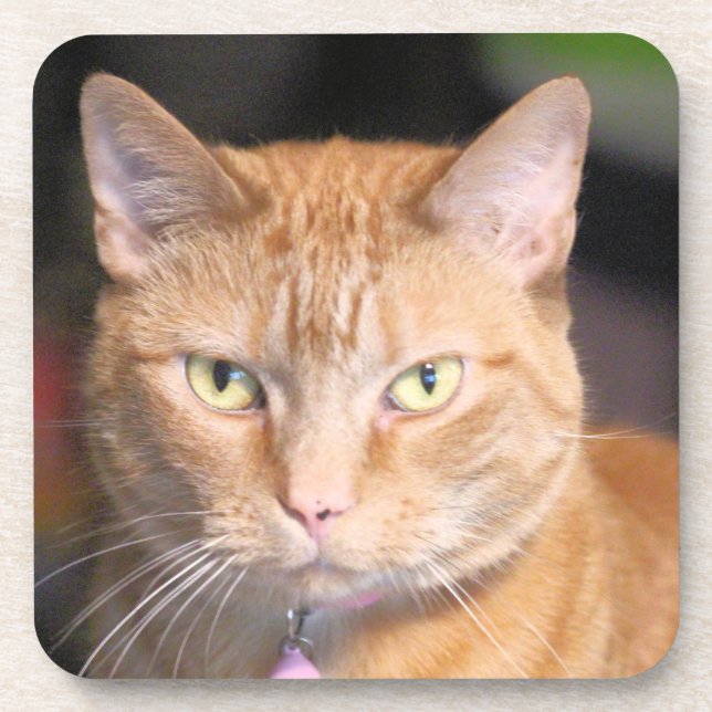 Cat  beverage coaster (Front)