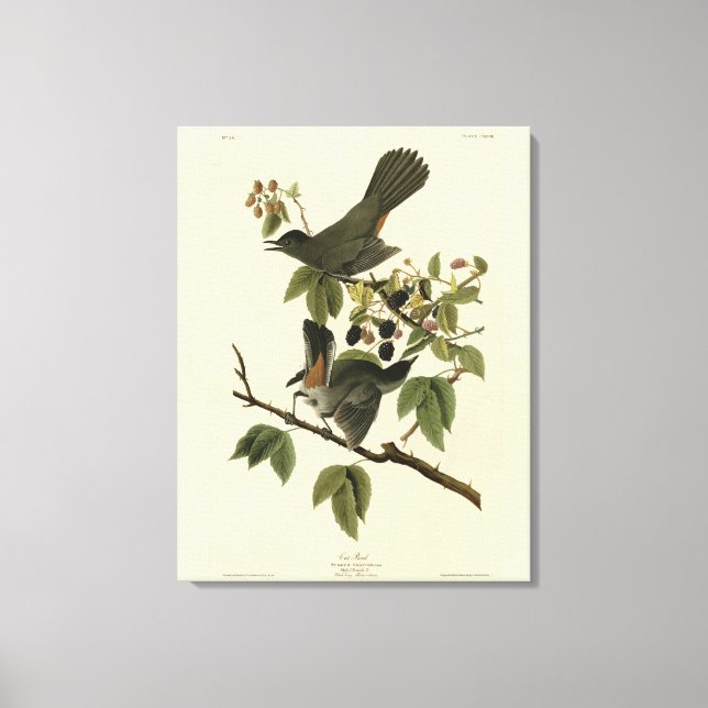 Cat Bird (Gray Catbird) Audubon's Birds of America Canvas Print (Front)