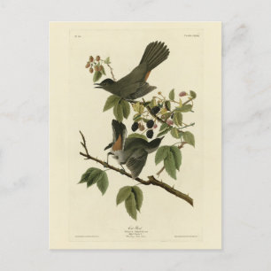 Cat Bird (Gray Catbird) Audubon's Birds of America Postcard