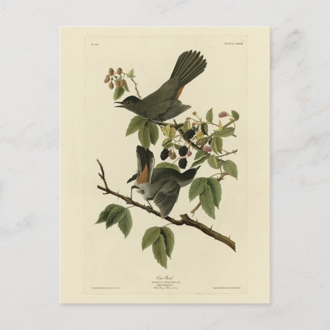 Cat Bird (Gray Catbird) Audubon's Birds of America Postcard (Front)