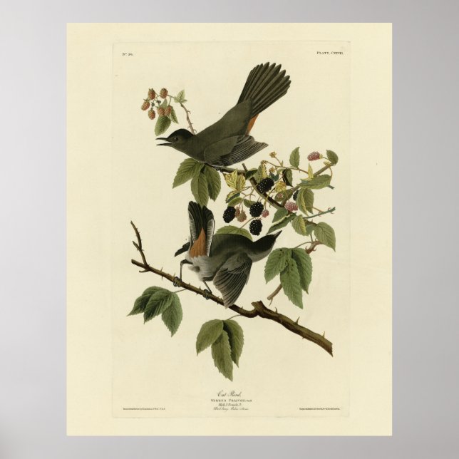 Cat Bird (Gray Catbird) Audubon's Birds of America Poster (Front)