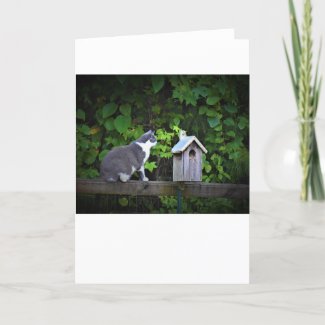 Cat & Birdhouse, card
