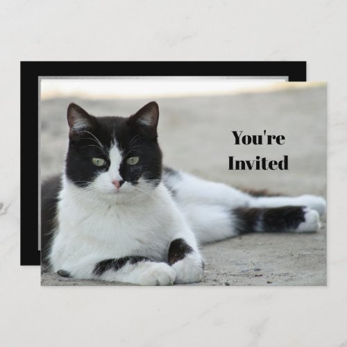 Cat Black and White Tuxedo Photo Birthday Invitation